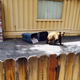 Illustration for article titled EXCLUSIVE BEAR PICTURES: Bear In A Hammock, Bear By A Trash Can